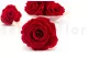 Preserved Rose XL Red (set of 6) 2