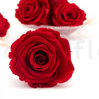 Preserved Rose XL Red (set of 6)