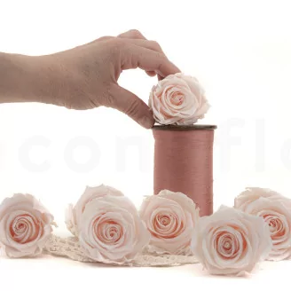 Preserved Rose L Pink Blush (set of 8)