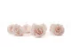 Preserved Rose L Pink Blush (set of 8) 8