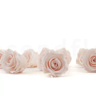 Preserved Rose L Pink Blush (set of 8)