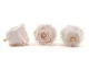 Preserved Rose L Pink Blush (set of 8) 4