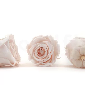 Preserved Rose L Pink Blush (set of 8)