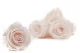 Preserved Rose L Pink Blush (set of 8) 3