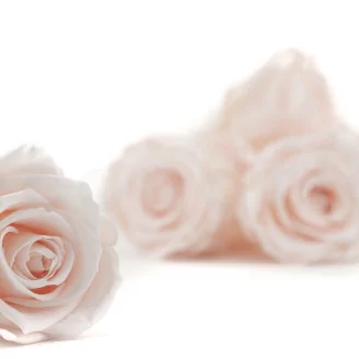 Preserved Rose L Pink Blush (set of 8)