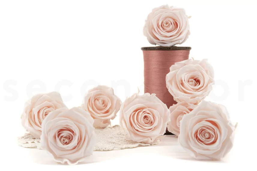 Preserved Rose L Pink Blush (set of 8)