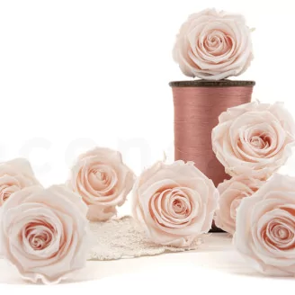 Preserved Rose L Pink Blush (set of 8)