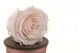 Preserved Rose L Pink Blush (set of 8) 7