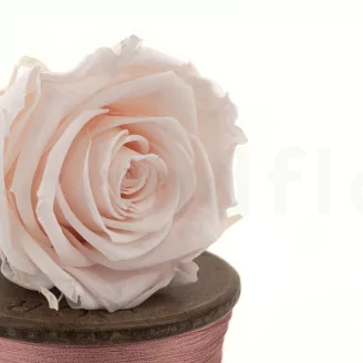 Preserved Rose L Pink Blush (set of 8)