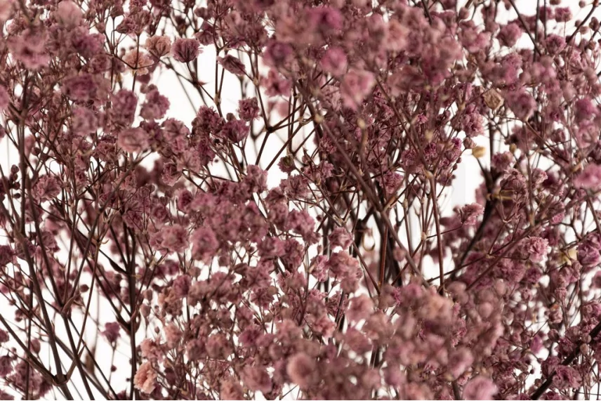 Preserved Baby's Breath Gypsophila Dusty Rose