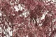 Preserved Baby's Breath Gypsophila Dusty Rose 1