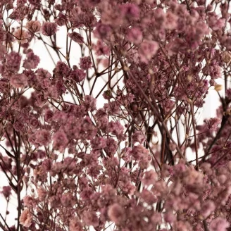 Preserved Baby's Breath Gypsophila Dusty Rose