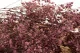Preserved Baby's Breath Gypsophila Dusty Rose 9