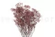 Preserved Baby's Breath Gypsophila Dusty Rose 7
