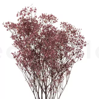 Preserved Baby's Breath Gypsophila Dusty Rose
