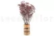 Preserved Baby's Breath Gypsophila Dusty Rose 6