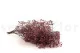 Preserved Baby's Breath Gypsophila Dusty Rose 5