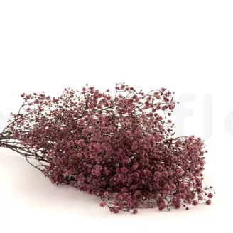 Preserved Baby's Breath Gypsophila Dusty Rose