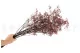 Preserved Baby's Breath Gypsophila Dusty Rose 2