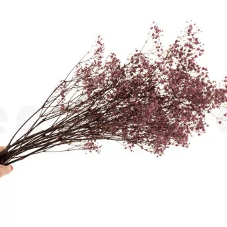 Preserved Baby's Breath Gypsophila Dusty Rose