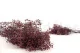 Preserved Baby's Breath Gypsophila Dusty Rose 4