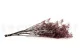 Preserved Baby's Breath Gypsophila Dusty Rose 3