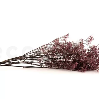 Preserved Baby's Breath Gypsophila Dusty Rose