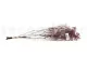 Preserved Baby's Breath Gypsophila Dusty Rose 10