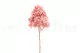 Preserved Peegee Hydrangea Cloud Pink 5