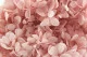 Preserved Peegee Hydrangea Cloud Pink 2
