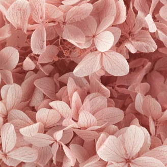 Preserved Peegee Hydrangea Cloud Pink