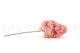 Preserved Peegee Hydrangea Cloud Pink 6