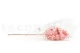 Preserved Peegee Hydrangea Cloud Pink 11