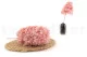 Preserved Peegee Hydrangea Cloud Pink 8