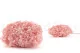 Preserved Peegee Hydrangea Cloud Pink 10