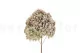Preserved Peegee Hydrangea Oregano Purple 8