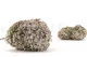 Preserved Peegee Hydrangea Oregano Purple 9