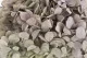 Preserved Peegee Hydrangea Oregano Purple 2