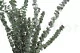 Preserved Eucalyptus Baby-Blue 6