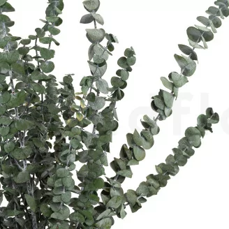 Preserved Eucalyptus Baby-Blue