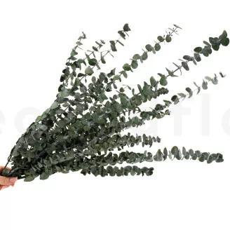 Preserved Eucalyptus Baby-Blue