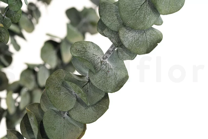 Preserved Eucalyptus Baby-Blue