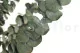 Preserved Eucalyptus Baby-Blue 1