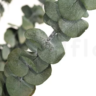 Preserved Eucalyptus Baby-Blue