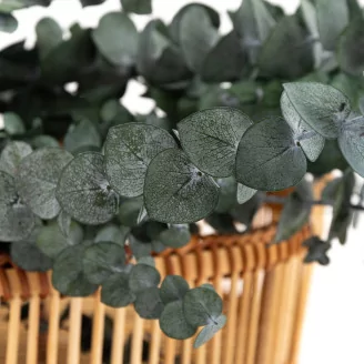 Preserved Eucalyptus Baby-Blue