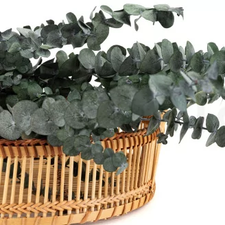 Preserved Eucalyptus Baby-Blue