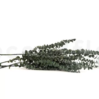 Preserved Eucalyptus Baby-Blue
