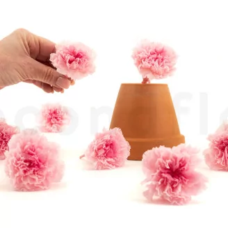 Preserved Carnation Pink & Light Pink (set of 8)