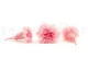 Preserved Carnation Pink & Light Pink (set of 8) 3