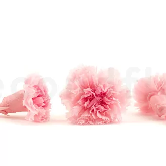 Preserved Carnation Pink & Light Pink (set of 8)